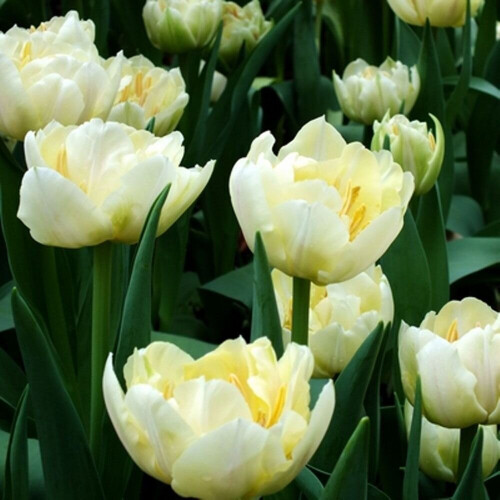 (10) VERONA DOUBLE EARLY TULIPS 1