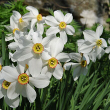 (20) PHEASANT EYE NARCISSUS POETICUS  (RECURVUS)