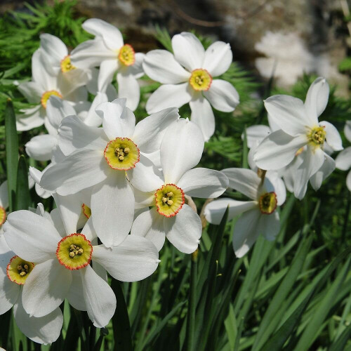 (20) PHEASANT EYE NARCISSUS POETICUS  (RECURVUS)