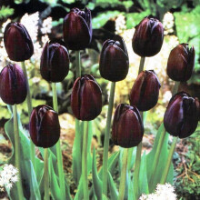 (20) QUEEN OF THE NIGHT SINGLE LATE TULIP