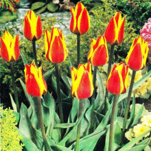 (1) Ready Potted 9cm Pot GIUSEPPE VERDI KAUFMANNIANAi TULIPS