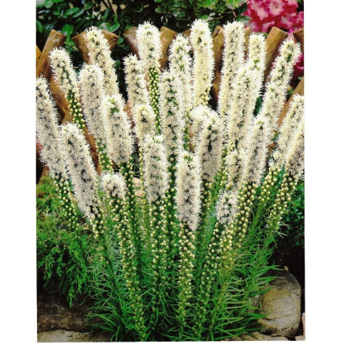 (10) LIATRIS SPICATA ALBA