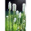 (4) LIATRIS SPICATA ALBA 2