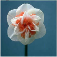 (10) PINK PAGEANT DOUBLE NARCISSI