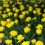 (20) MONTE CARLO DOUBLE EARLY TULIPS 1