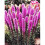 (6) LIATRIS SPICATA PINK 1