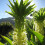 (3) EUCOMIS AUTUMNALIS (Pineapple Lily) 2