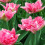 (10) PEACH BLOSSOM DOUBLE EARLY TULIPS 3