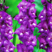 (50) BLUE ISLE GLADIOLI LARGE FLOWERED