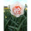 (10) PINK PAGEANT DOUBLE NARCISSI 2
