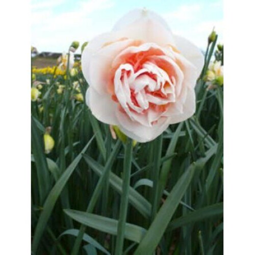 (10) PINK PAGEANT DOUBLE NARCISSI 1