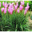 (6) LIATRIS SPICATA PINK 2