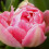 (20) PEACH BLOSSOM DOUBLE EARLY TULIPS 1