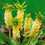 (1) EUCOMIS AUTUMNALIS (Pineapple Lily) 1