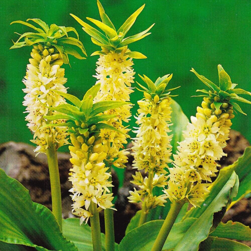 (1) EUCOMIS AUTUMNALIS (Pineapple Lily)