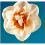 (10) PINK PAGEANT DOUBLE NARCISSI 3
