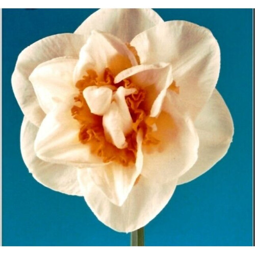 (10) PINK PAGEANT DOUBLE NARCISSI 2