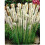 (6) LIATRIS SPICATA ALBA 1