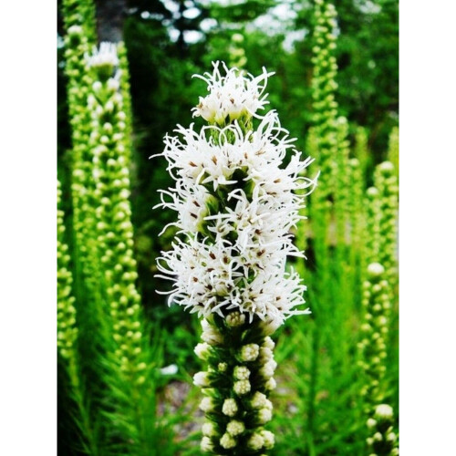 (10) LIATRIS SPICATA ALBA 2