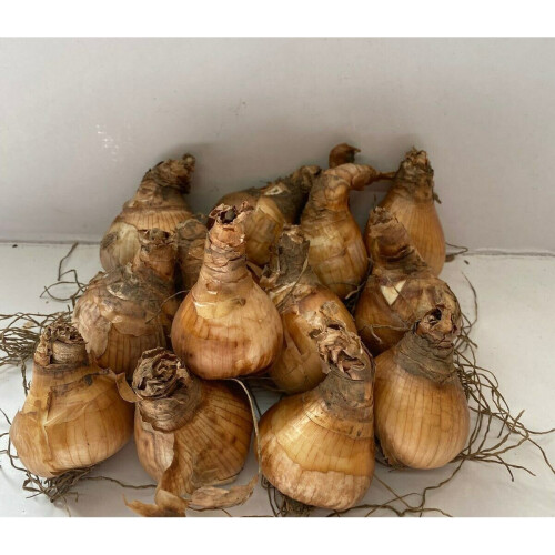 (25KG) White Lion Double Daffodil/Narcissi Bulbs 1