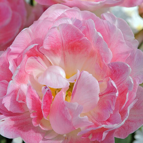 (20) PEACH BLOSSOM DOUBLE EARLY TULIPS 1