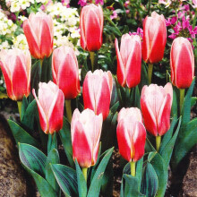 (1) Ready Potted 9cm Pot HEARTS DELIGHT KAUFMANNIANAi TULIPS