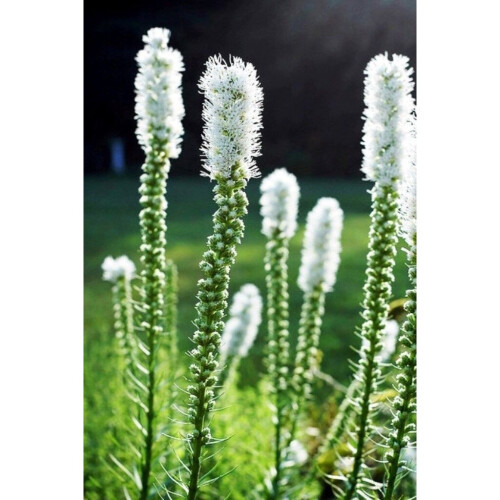(6) LIATRIS SPICATA ALBA 1