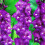 (20) BLUE ISLE GLADIOLI LARGE FLOWERED 1
