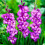 (20) BLUE ISLE GLADIOLI LARGE FLOWERED 2