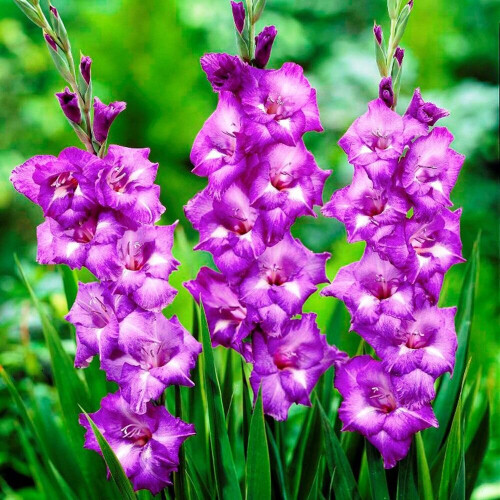 (20) BLUE ISLE GLADIOLI LARGE FLOWERED 1