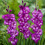 (20) BLUE ISLE GLADIOLI LARGE FLOWERED 3