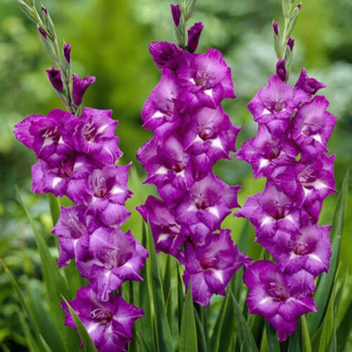 (20) BLUE ISLE GLADIOLI LARGE FLOWERED 2
