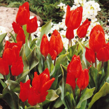 (6) Ready Potted 9cm Pot PRAESTANS FUSILIER BOTANICAL MULTI-FLOWERING SPECIE TULIP