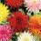 (3) MIXED DAHLIAS 3