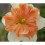 (20) SHRIKE SPLIT CORONA DAFFODIL 3