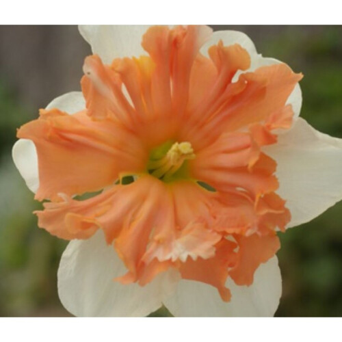 (20) SHRIKE SPLIT CORONA DAFFODIL 2