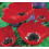 (10) Anemone De Caen- Hollandia (red) 2