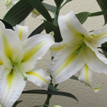 (6) BAFFERARI Oriental Lily