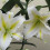 (6) BAFFERARI Oriental Lily 1