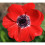 (10) Anemone De Caen- Hollandia (red) 3