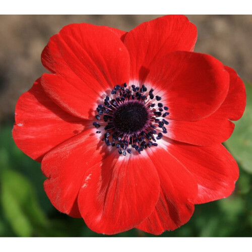 (10) Anemone De Caen- Hollandia (red) 2