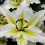 (6) BAFFERARI Oriental Lily 2
