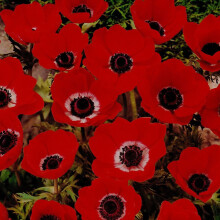 (20) Anemone De Caen- Hollandia (red)