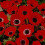 (20) Anemone De Caen- Hollandia (red) 1