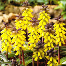 (2) Ready Potted 9cm Pot Muscari Golden Fragrance Grape Hyacinths