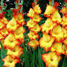 (10) PRINCESS MARGARET ROSE GLADIOLI LARGE FLOWERED