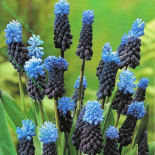 (6) Ready Potted 9cm Pot Muscari Latifolium Grape Hyacinths - Blue