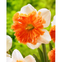 (20) SHRIKE SPLIT CORONA DAFFODIL