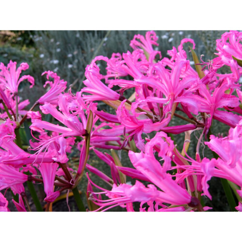 (5) NERINE BOWDENII 1