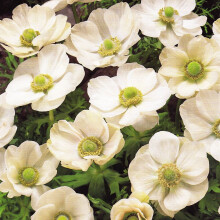 (10) Anemone Blanda De Caen- The Bride